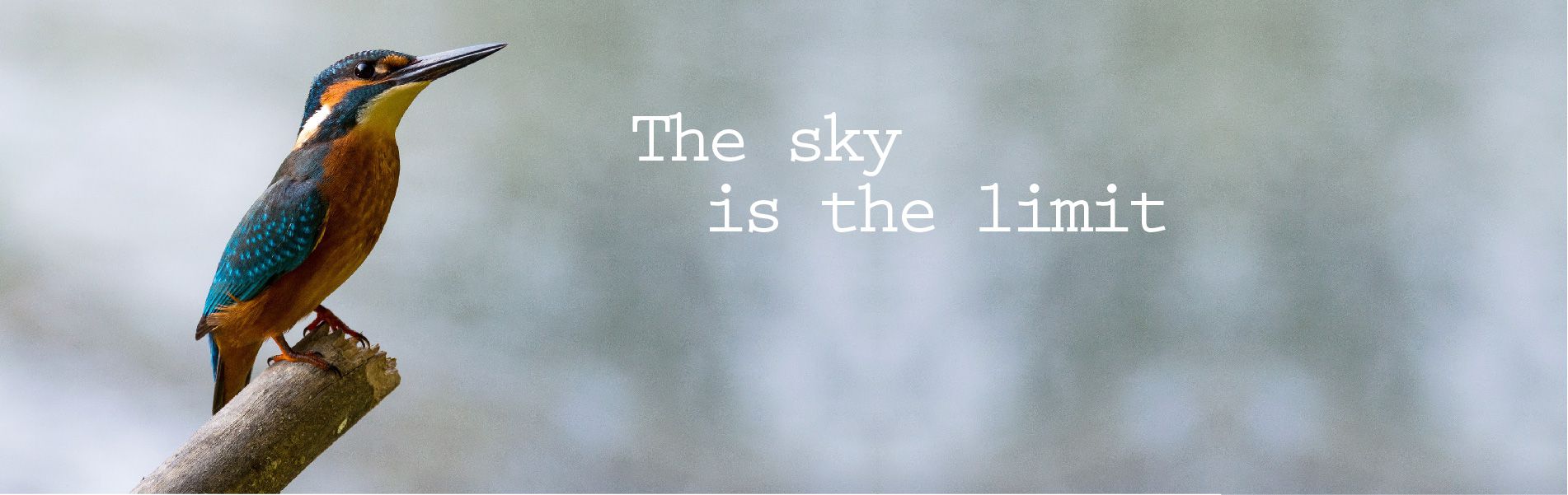 The Sky is The Limit